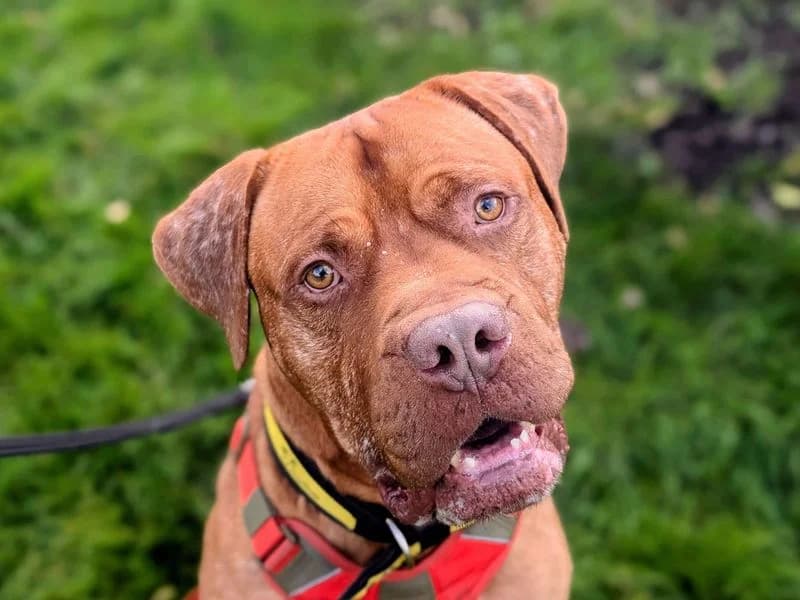 Henri, male 5yo mixed breed for adoption at Dogs Trust Cardiff, Cardiff
