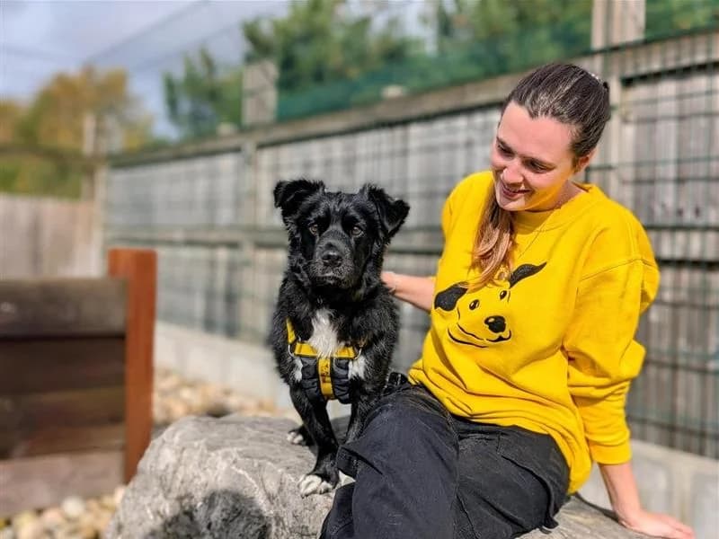 Obi, male 5yo Mixed Breed for adoption at Dogs Trust Cardiff, Cardiff