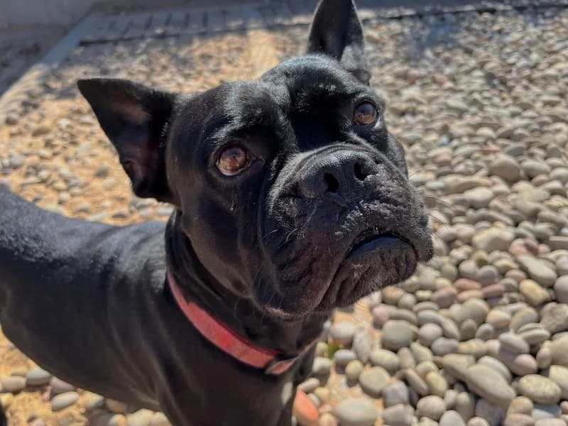 Magic, male 4yo Cane Corso for adoption at Dogs Trust Cardiff, Cardiff