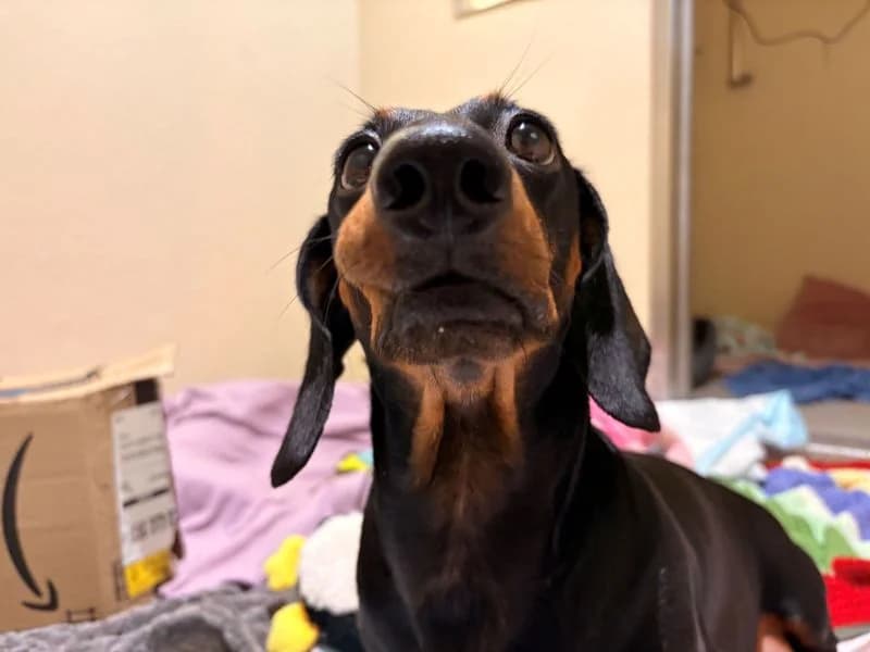 Tilly, female 5yo mixed breed for adoption at Dogs Trust Cardiff, Cardiff