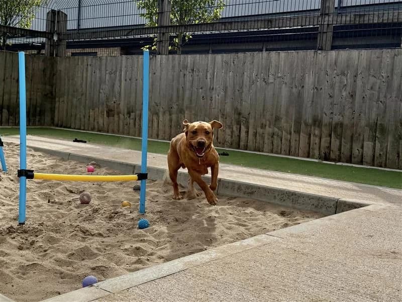 Koda, male young Labrador Retriever for adoption at Dogs Trust Cardiff, Cardiff