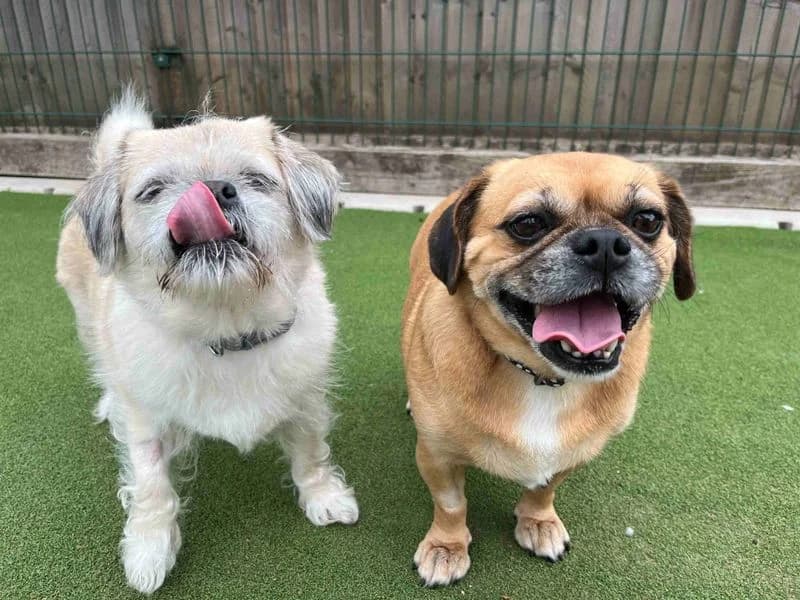Betty & Fable, female senior Shih Tzu for adoption at Dogs Trust Cardiff, Cardiff