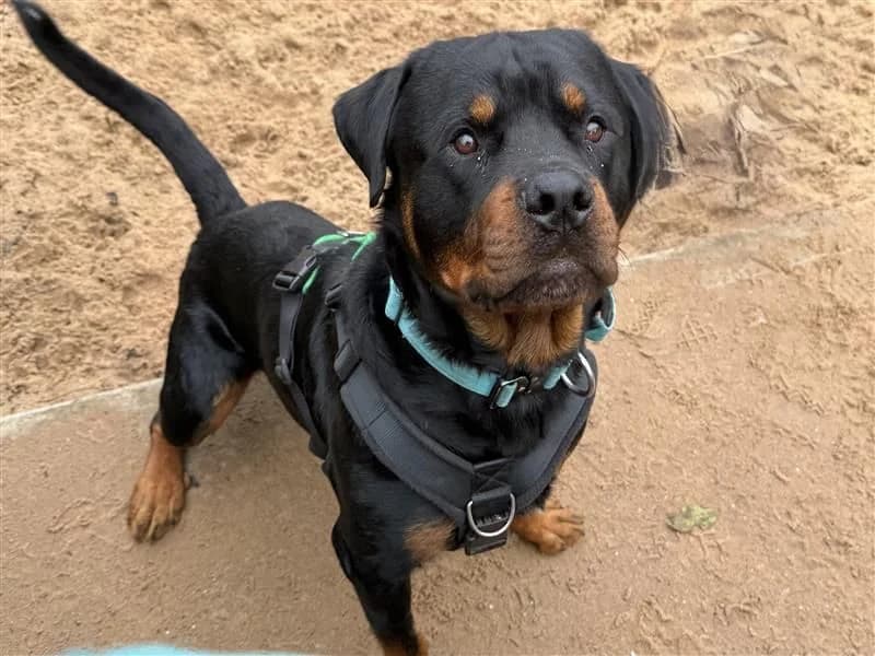 Danny, male young Rottweiler for adoption at Dogs Trust Cardiff, Cardiff
