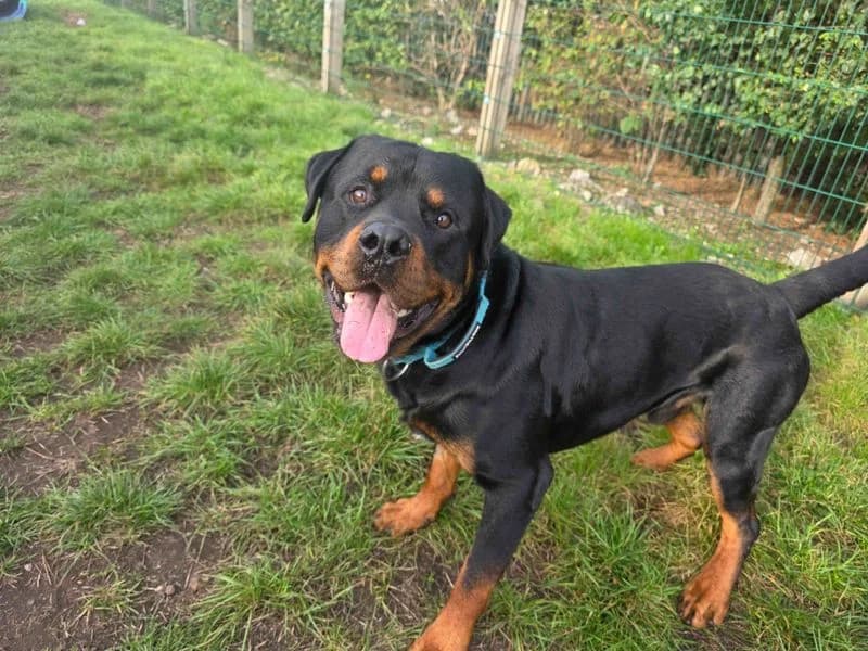 Danny, male young Rottweiler for adoption at Dogs Trust Cardiff, Cardiff
