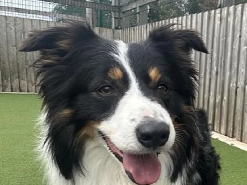Gru, male 4yo Border Collie for adoption at Dogs Trust Cardiff, Cardiff