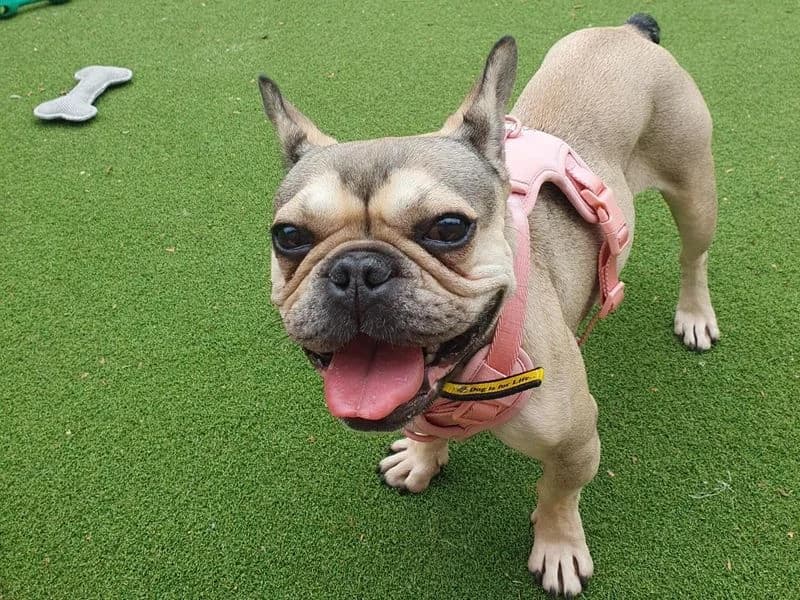 Daisy, female 3yo English Bulldog for adoption at Dogs Trust Cardiff, Cardiff
