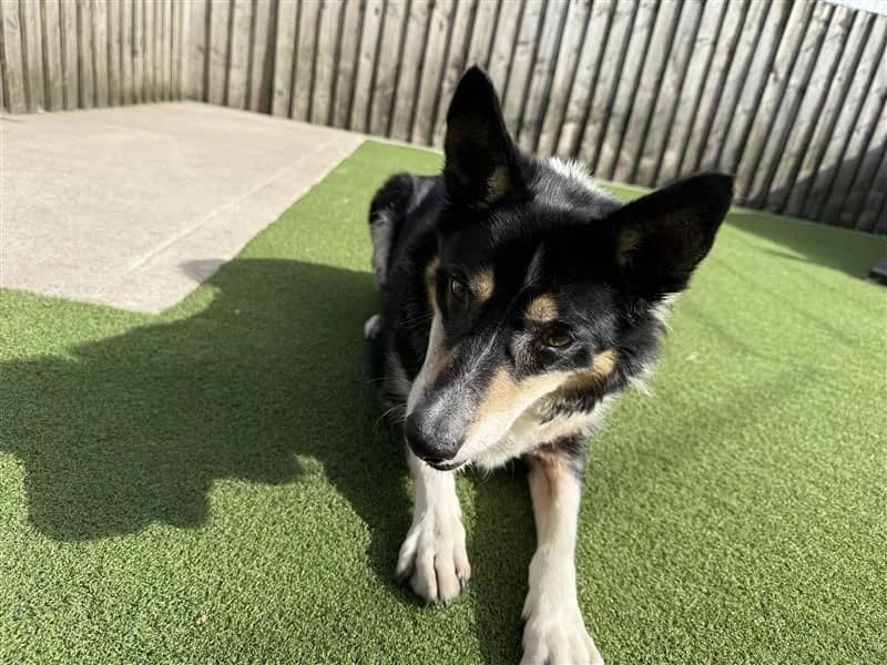 Oscar, male senior Border Collie for adoption at Dogs Trust Cardiff, Cardiff