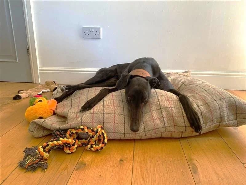 Emily, female 4yo Greyhound for adoption at Dogs Trust Cardiff, Cardiff
