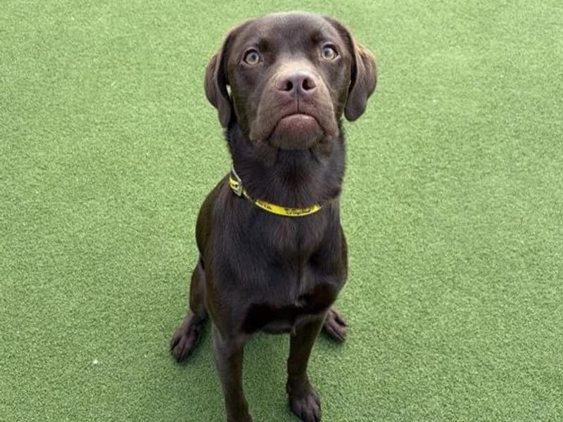Paddy, male puppy Border Collie for adoption at Dogs Trust Cardiff, Cardiff