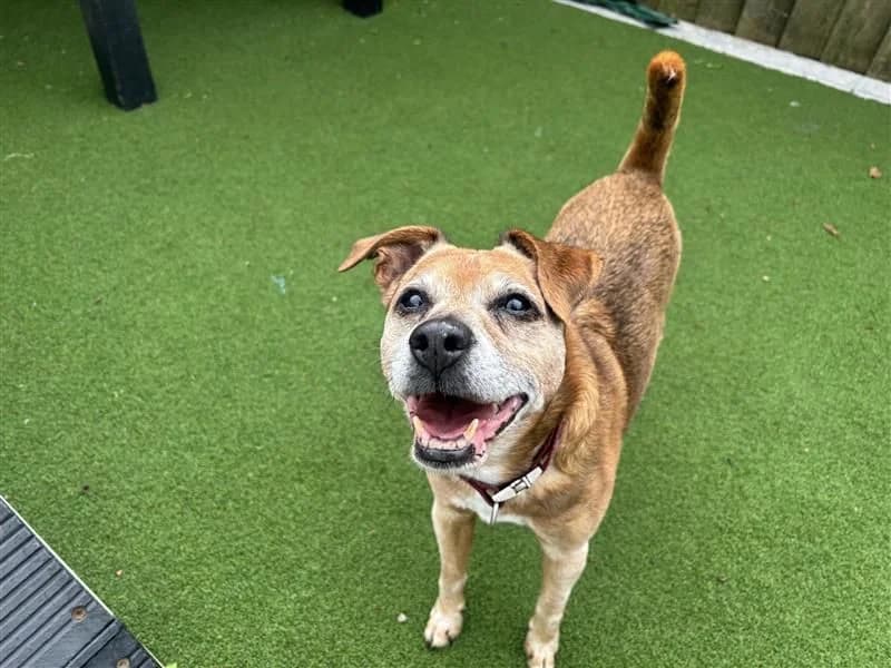 George, male senior mixed breed for adoption at Dogs Trust Cardiff, Cardiff