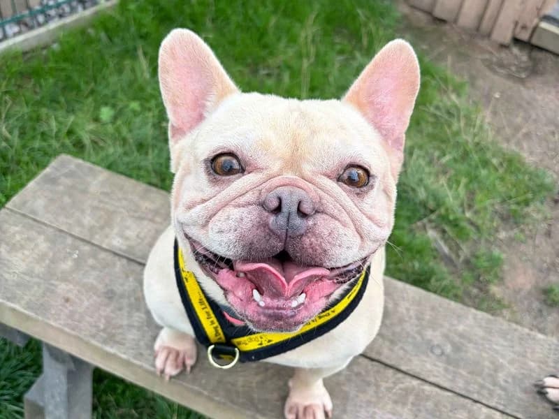 Gwen & Bryn, female 3yo English Bulldog for adoption at Dogs Trust Cardiff, Cardiff