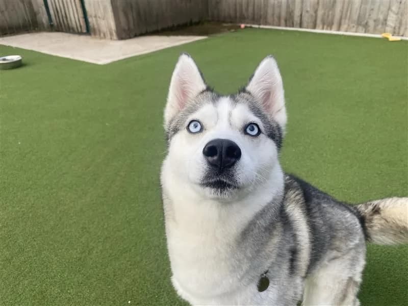Luna, female young Husky for adoption at Dogs Trust Cardiff, Cardiff