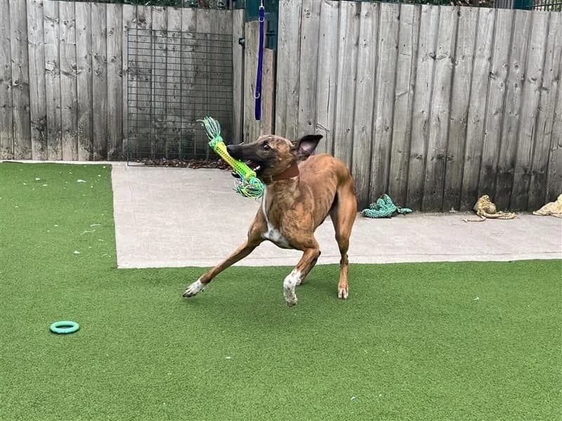 Opal, female young Lurcher for adoption at Dogs Trust Cardiff, Cardiff