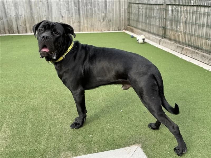 Titch, male puppy Cane Corso for adoption at Dogs Trust Cardiff, Cardiff