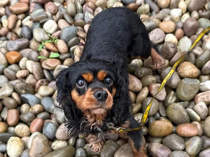 Tracey & Dawn, female 4yo Cavalier King Charles Spaniel for adoption at Dogs Trust Cardiff, Cardiff