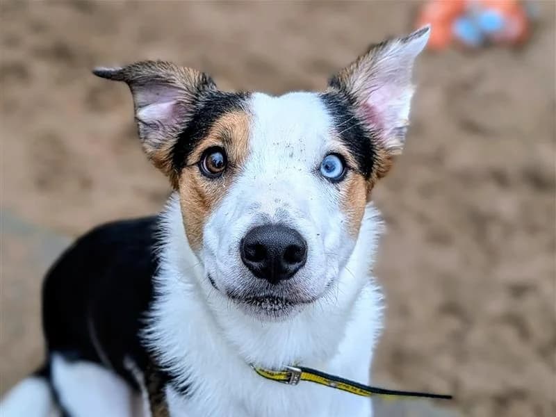 Collie-Flower, male young Border Collie for adoption at Dogs Trust Cardiff, Cardiff
