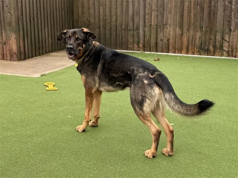 Bramble, male 7yo mixed breed for adoption at Dogs Trust Cardiff, Cardiff