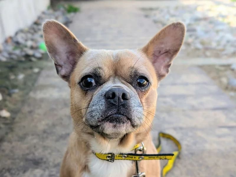 Kyro, male 3yo Chihuahua for adoption at Dogs Trust Cardiff, Cardiff
