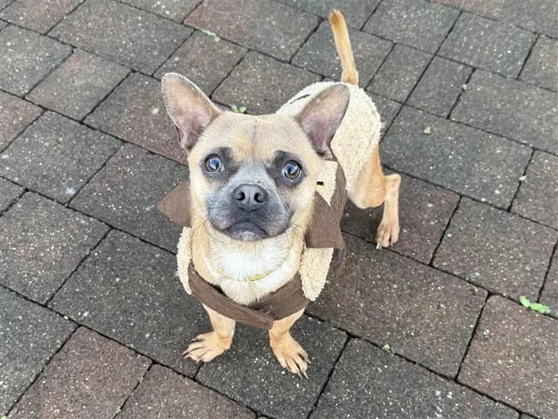 Hagrid, male young Chihuahua for adoption at Dogs Trust Cardiff, Cardiff
