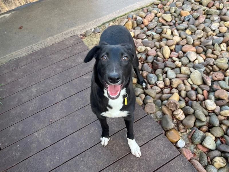Ivan, male puppy Border Collie for adoption at Dogs Trust Cardiff, Cardiff