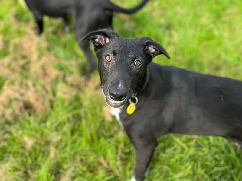 Ivan, male puppy Border Collie for adoption at Dogs Trust Cardiff, Cardiff
