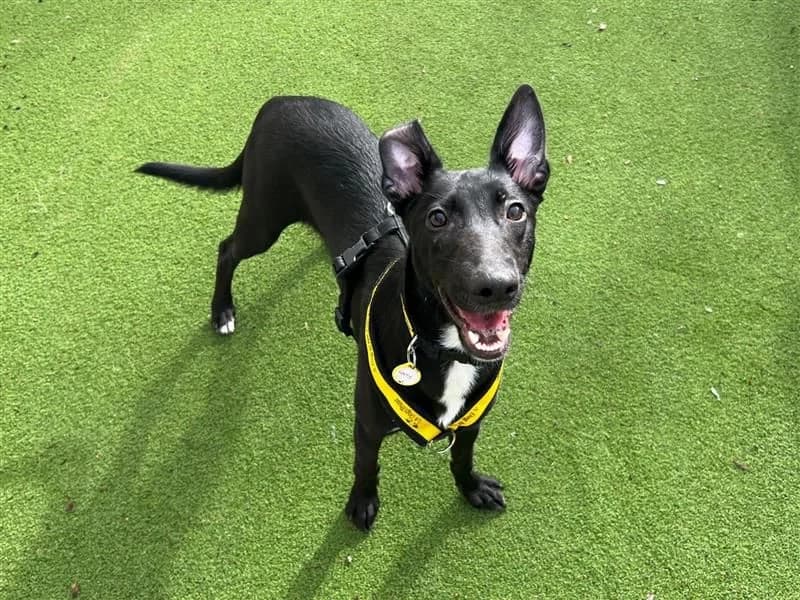 Larry, male puppy Border Collie for adoption at Dogs Trust Cardiff, Cardiff