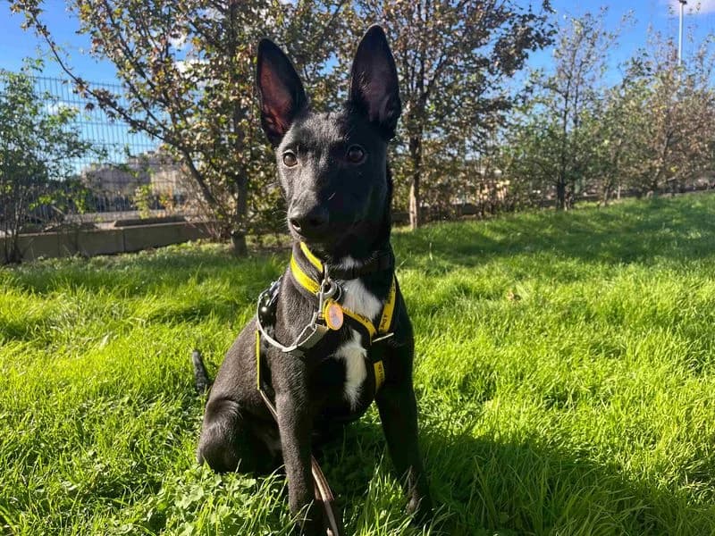 Luke, male puppy Border Collie for adoption at Dogs Trust Cardiff, Cardiff