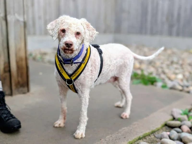 Lottie, female 4yo mixed breed for adoption at Dogs Trust Cardiff, Cardiff
