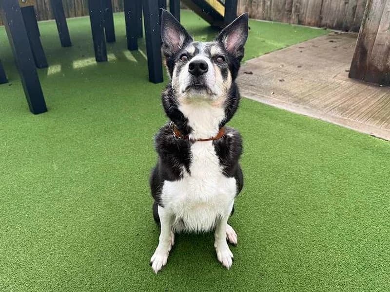 Whisper, female 7yo Border Collie for adoption at Dogs Trust Cardiff, Cardiff