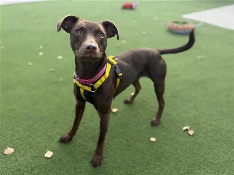 Penny, female young Mixed Breed for adoption at Dogs Trust Cardiff, Cardiff