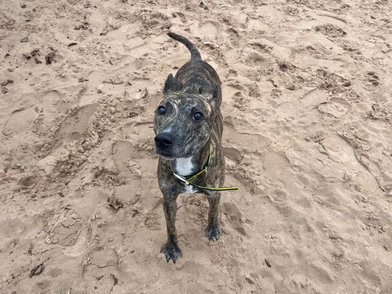 Rascal, male 3yo Lurcher for adoption at Dogs Trust Cardiff, Cardiff