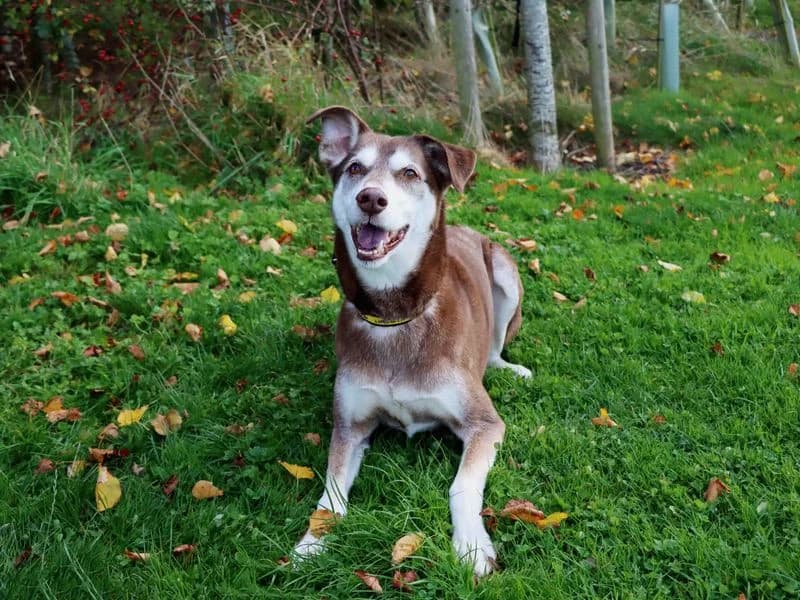 Amigo, male senior mixed breed for adoption at Dogs Trust Darlington, Sadberge