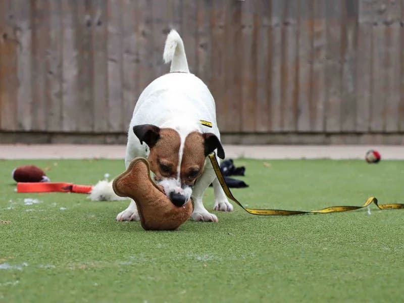 Bug, male 6yo Jack Russell Terrier for adoption at Dogs Trust Darlington, Sadberge