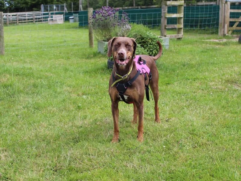 Pixie, female 5yo Mixed Breed for adoption at Dogs Trust Darlington, Sadberge