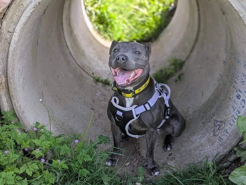 Blue, female 5yo Staffordshire Bull Terrier for adoption at Dogs Trust Darlington, Sadberge