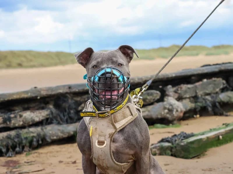 Blue, female 5yo Staffordshire Bull Terrier for adoption at Dogs Trust Darlington, Sadberge