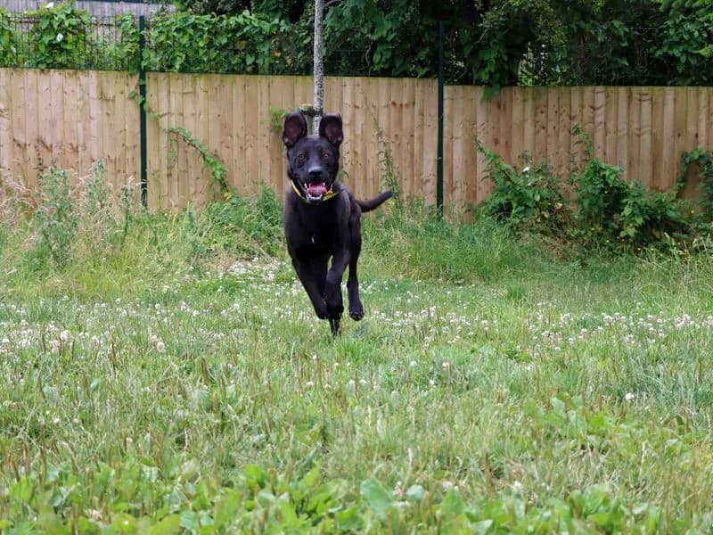 Levi, male 3yo mixed breed for adoption at Dogs Trust Darlington, Sadberge