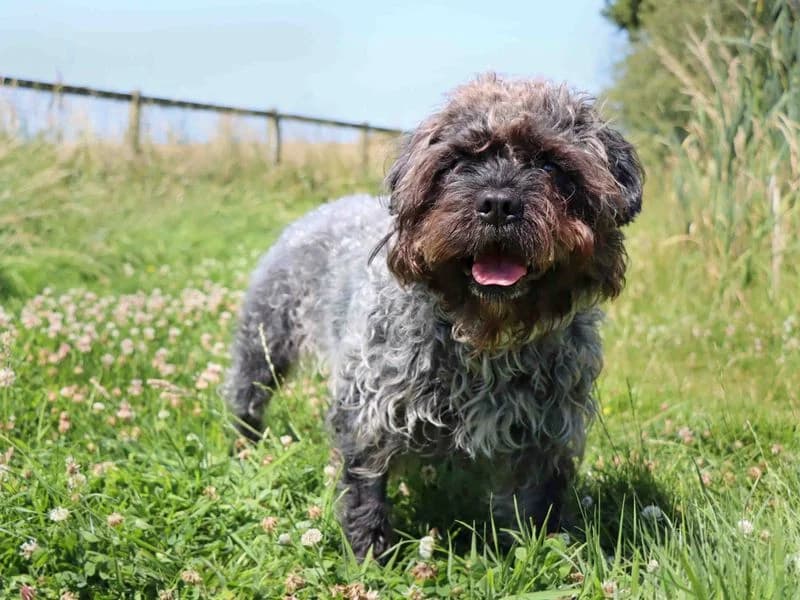 Marcel, male 3yo Poodle for adoption at Dogs Trust Darlington, Sadberge