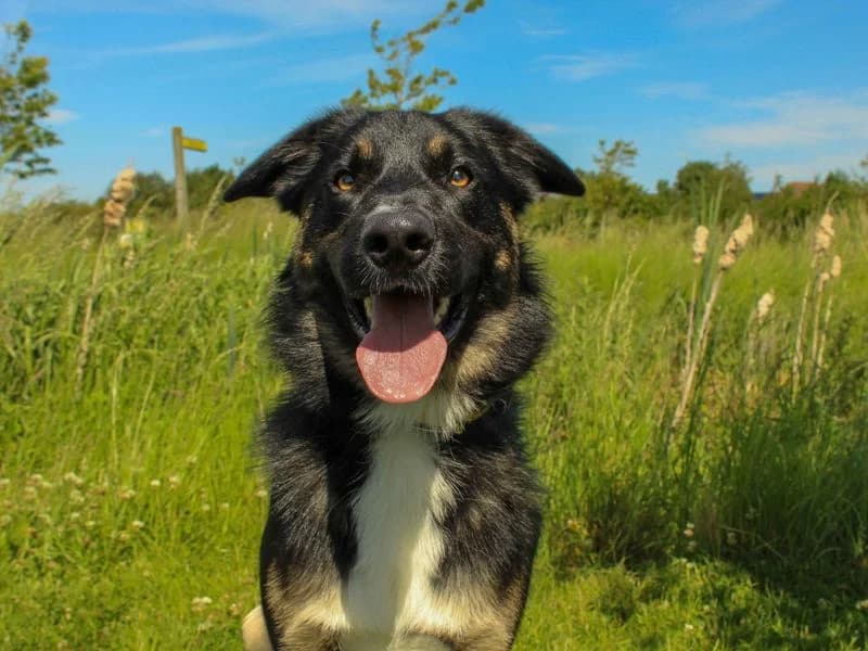 Yoshida, male young Border Collie for adoption at Dogs Trust Darlington, Sadberge