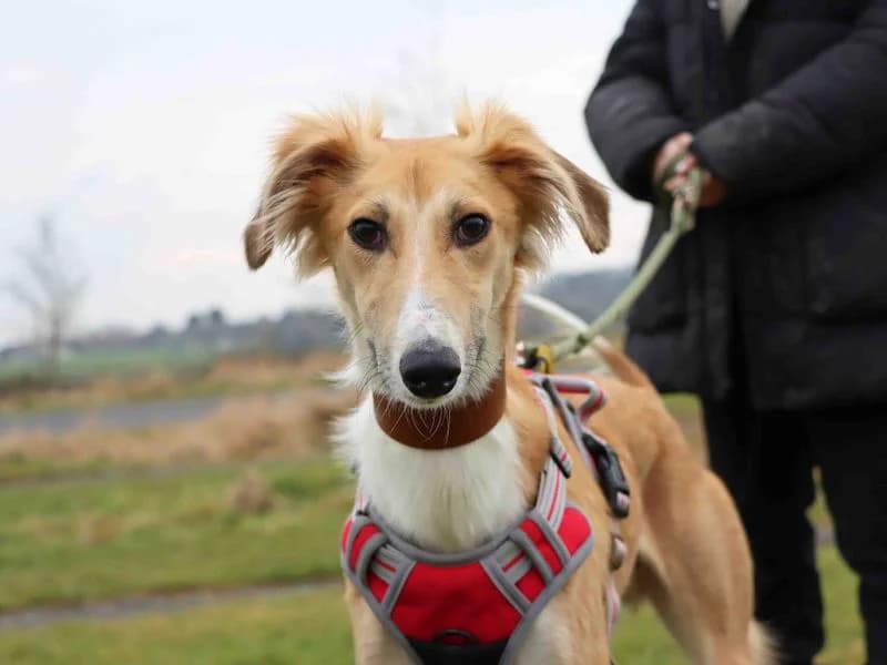 Zoro, male young mixed breed for adoption at Dogs Trust Darlington, Sadberge