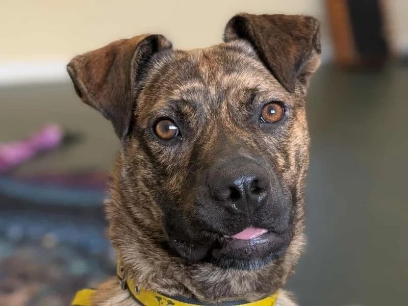 Cooper, male young Mixed Breed for adoption at Dogs Trust Darlington, Sadberge
