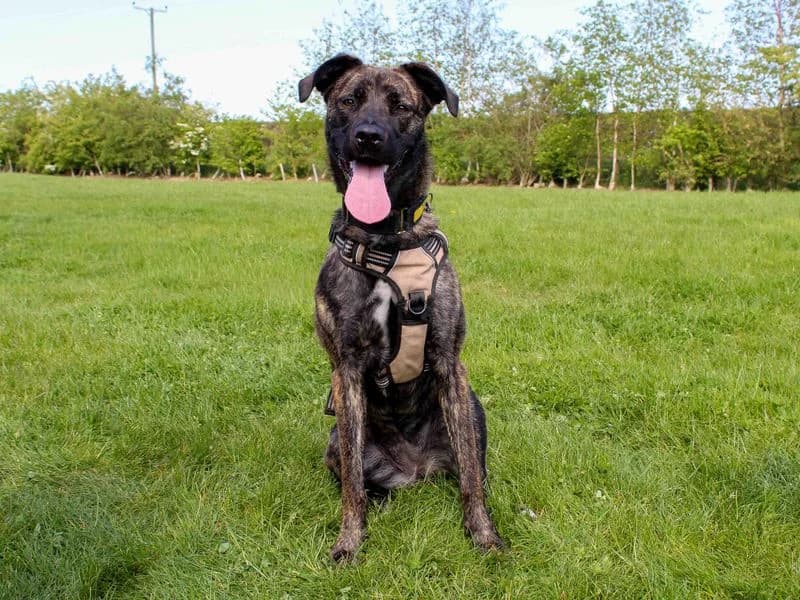 Paisley, female young Staffordshire Bull Terrier for adoption at Dogs Trust Darlington, Sadberge