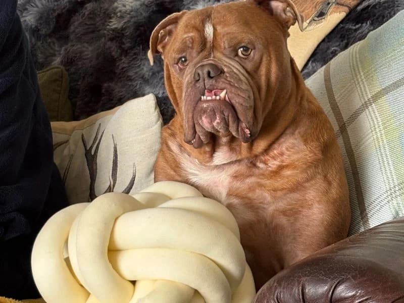 Goose, male 3yo English Bulldog for adoption at Dogs Trust Darlington, Sadberge