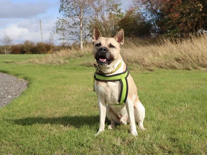 Hugo, male 4yo Akita for adoption at Dogs Trust Darlington, Sadberge