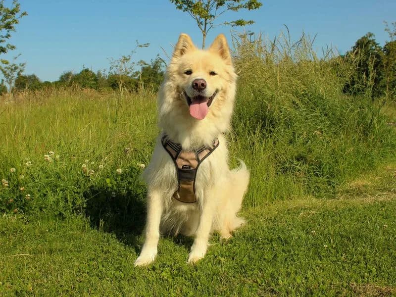 Barley, male 3yo Samoyed for adoption at Dogs Trust Darlington, Sadberge