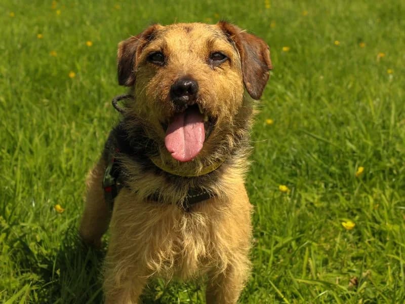 Sailor, male 3yo mixed breed for adoption at Dogs Trust Darlington, Sadberge