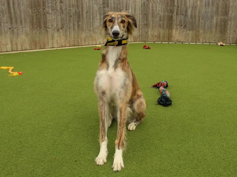 Narla, female young Saluki for adoption at Dogs Trust Darlington, Sadberge