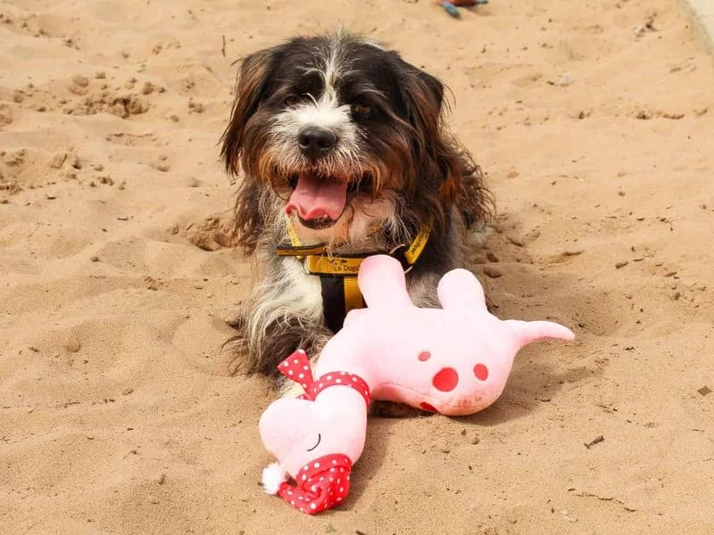Bertie, male young Shih Tzu for adoption at Dogs Trust Darlington, Sadberge