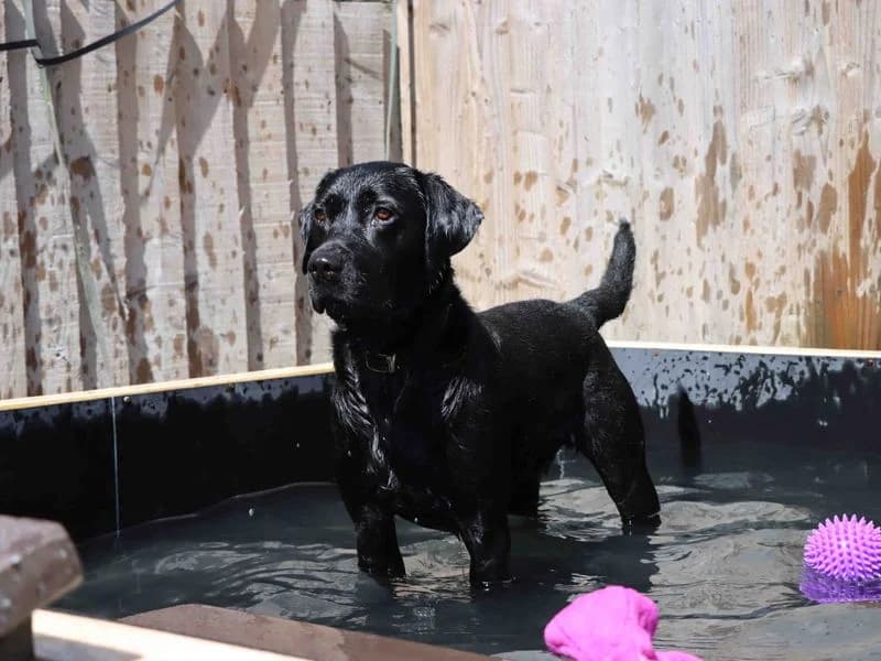 Buddy, male young Labrador Retriever for adoption at Dogs Trust Darlington, Sadberge
