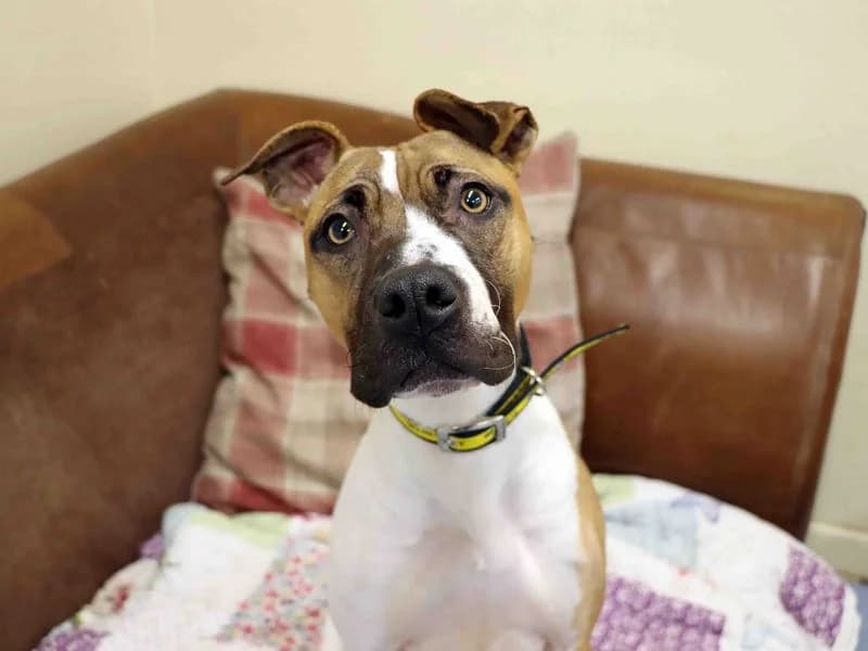 Maple, female 3yo Staffordshire Bull Terrier for adoption at Dogs Trust Darlington, Sadberge
